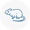 Rat Control Bradshaw