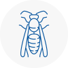 Bradshaw Wasp Nest Removal